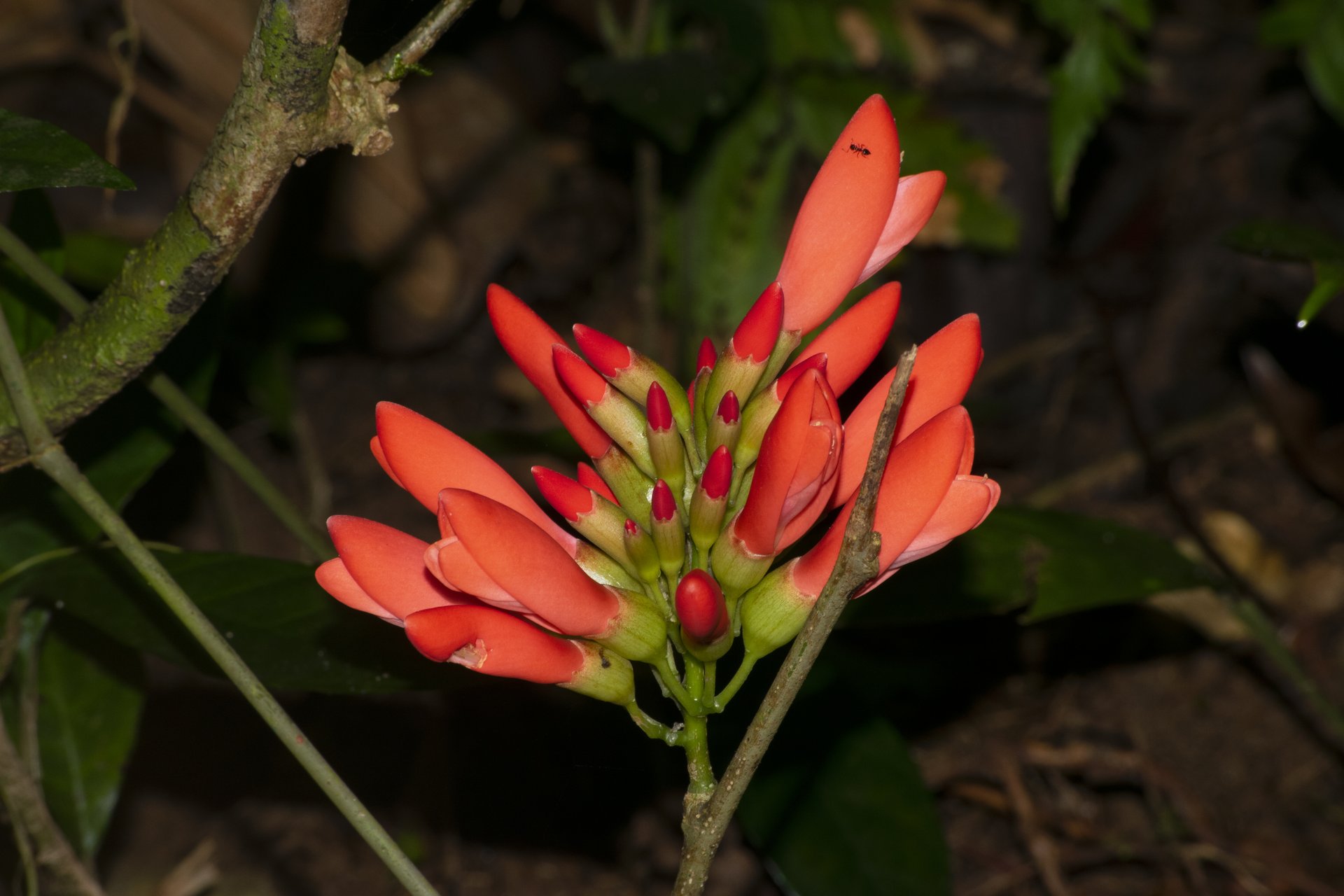 Flor de mulungu