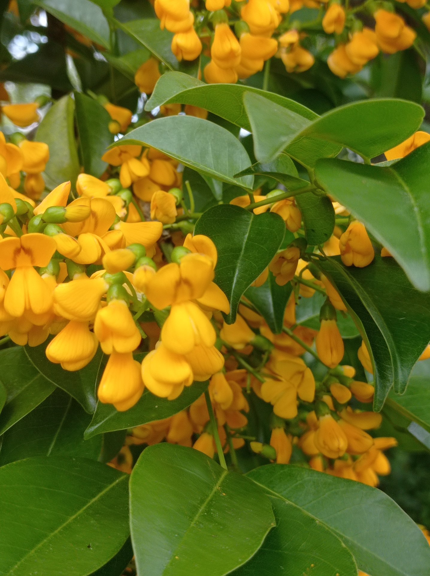 Flores amarelas de Senna