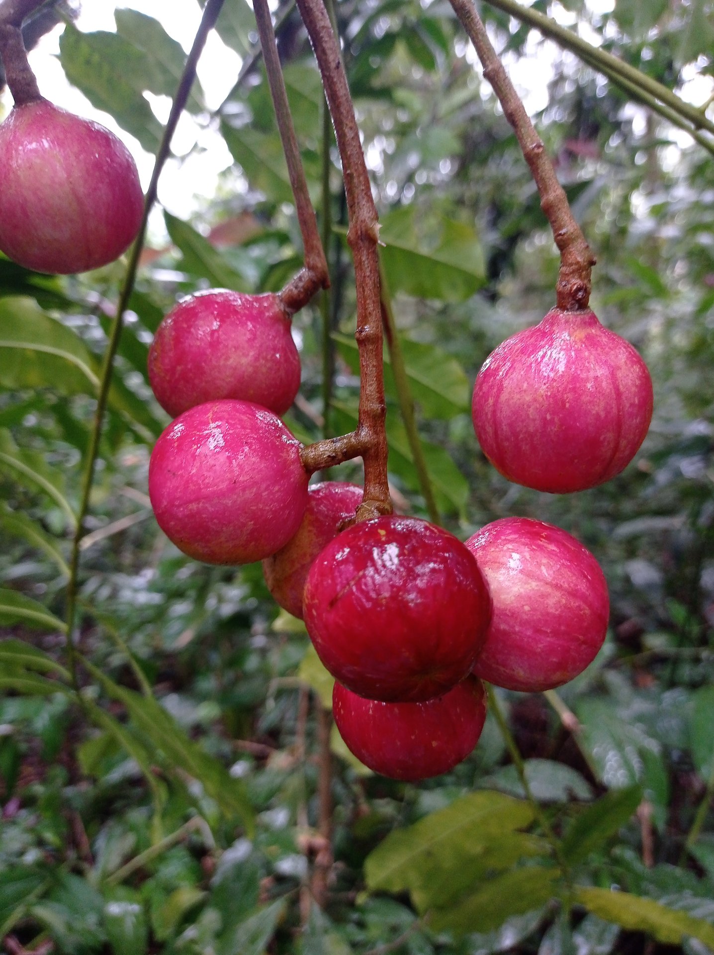 Frutos vermelhos sobre folha
