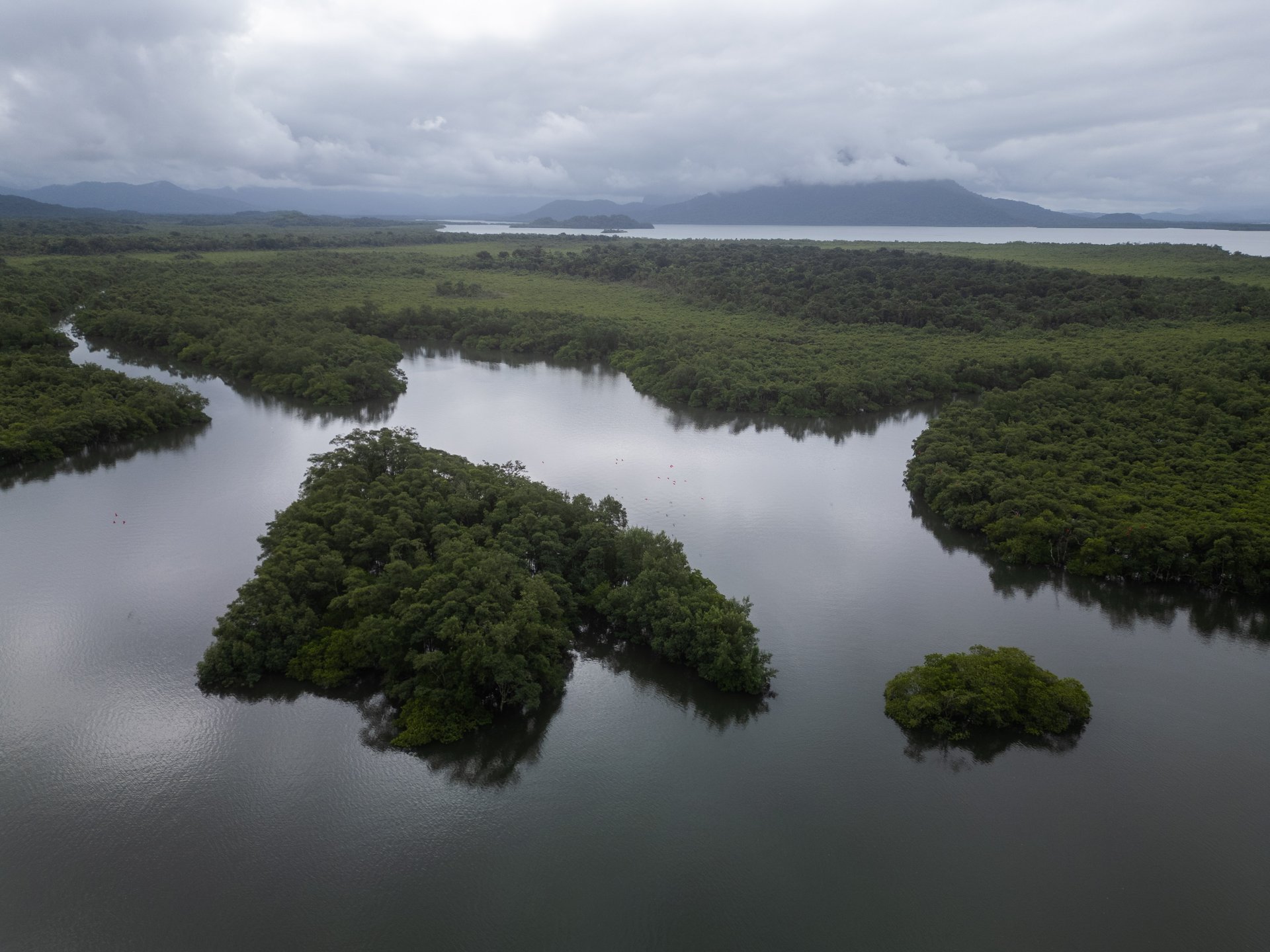 Papagaio-de-cara-roxa