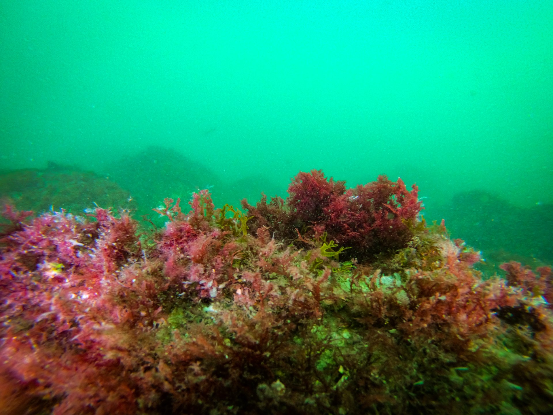Coral cérebro amarelo em recife