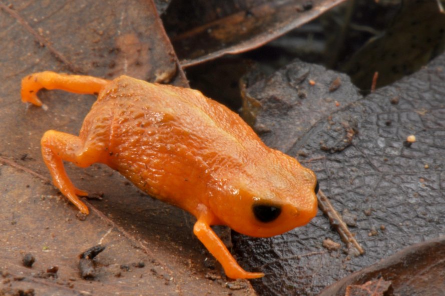 Brachycephalus, sapinho-pingo-de-ouro
