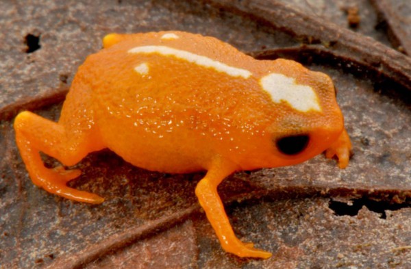 Pesquisadores do Mater Natura descobrem nova espécie de mini sapo no norte de Santa Catarina