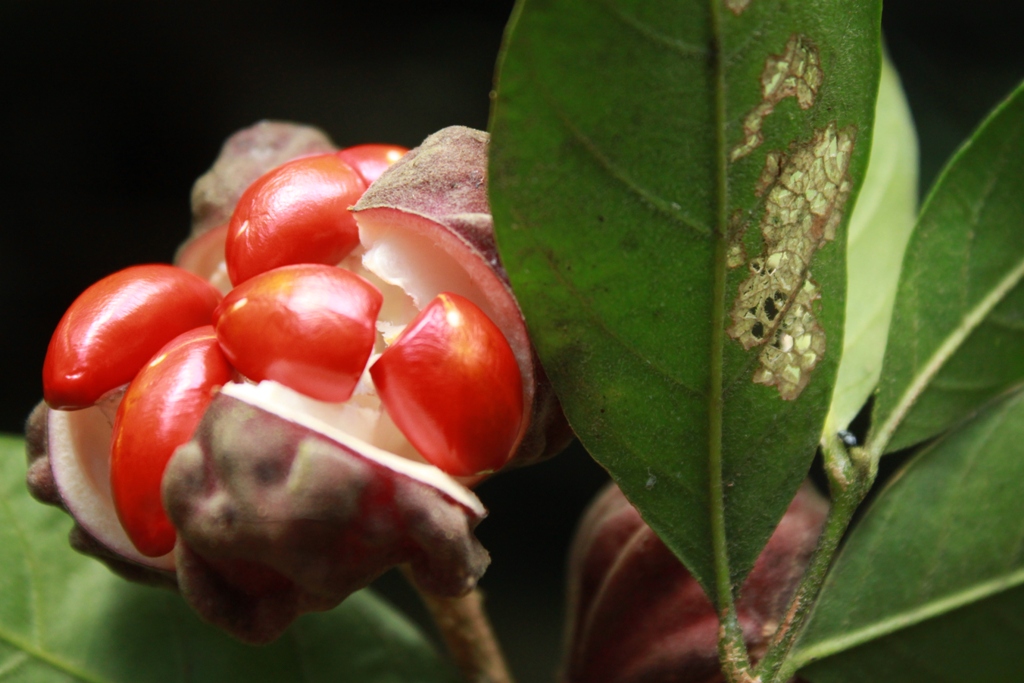Fruto de Guarea macrophylla, "pau - de - arco" - Foto: Tiago Machado de Souza
