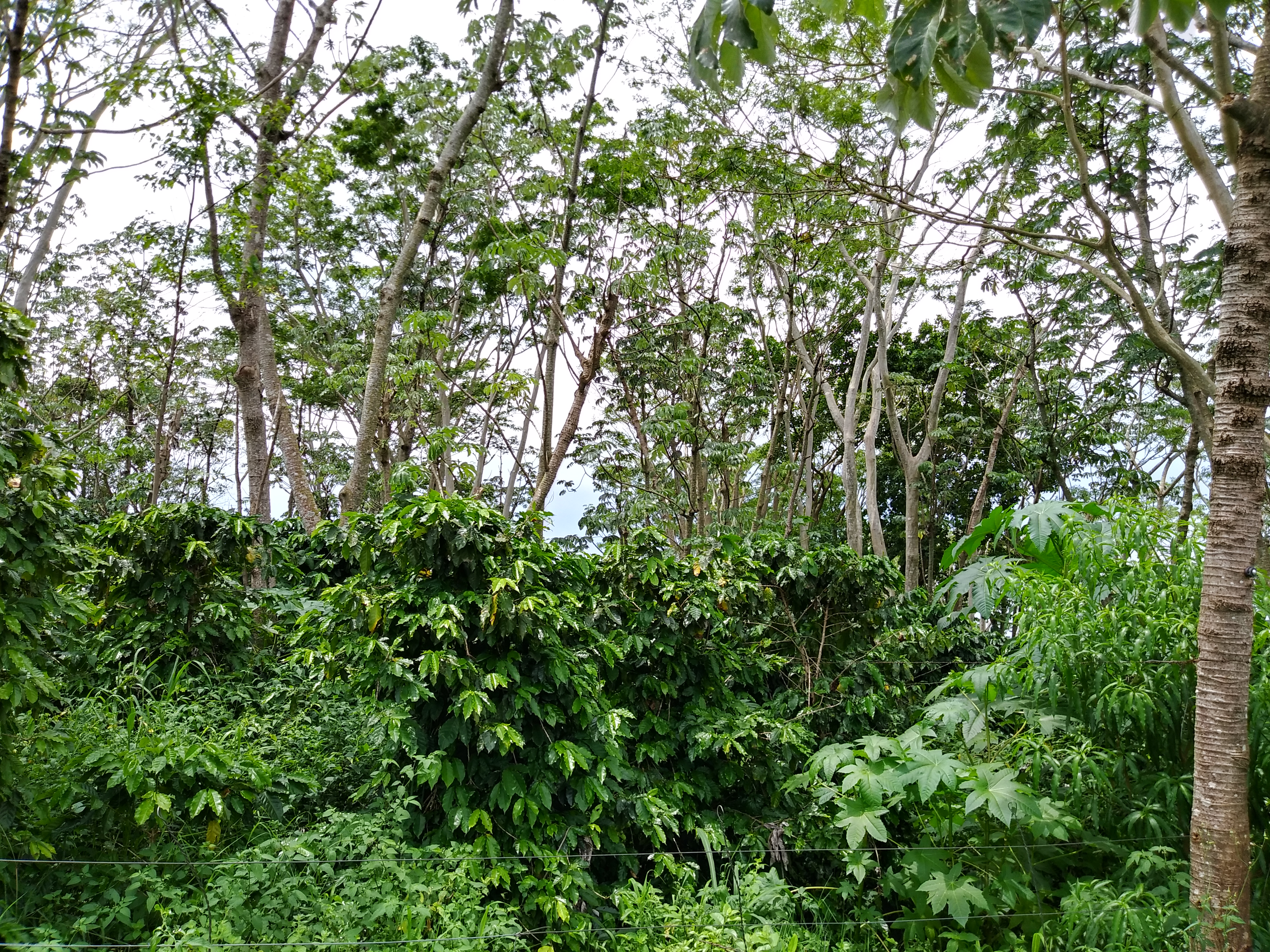 Sistema Agroflorestal em São Jorge do Patrocínio - Café cultivado com espécie arbórea