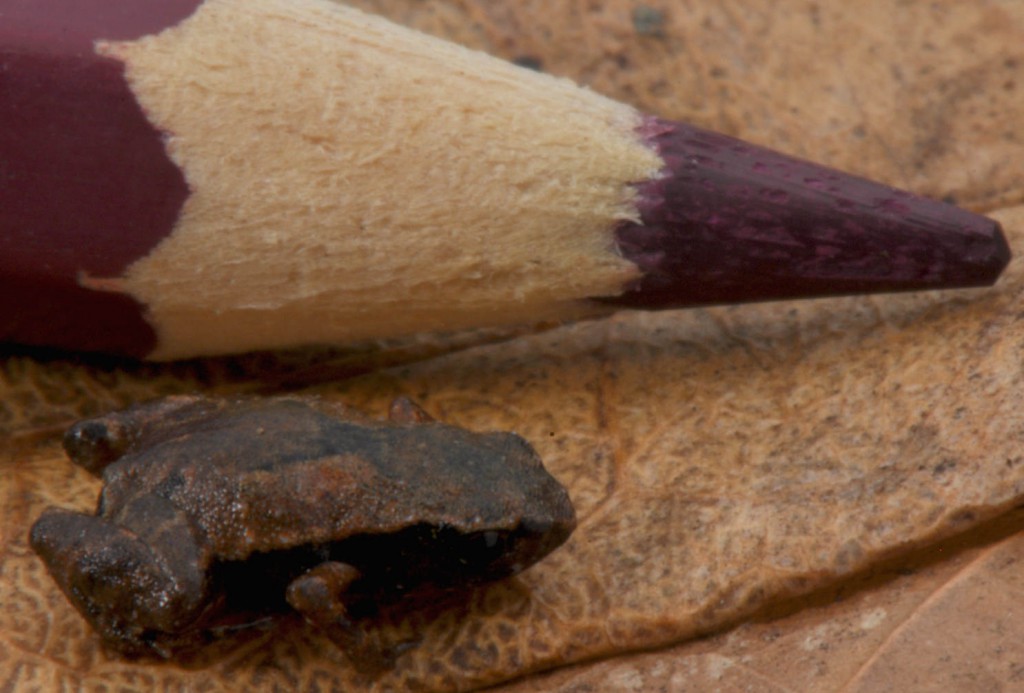Figura 5. Esse sapinho da montanha, ou sapo pulga, Brachycephalus sulfuratus, foi abundantemente registrado ao longo do primeiro semestre do projeto. Foto: Luiz Fernando Ribeiro.