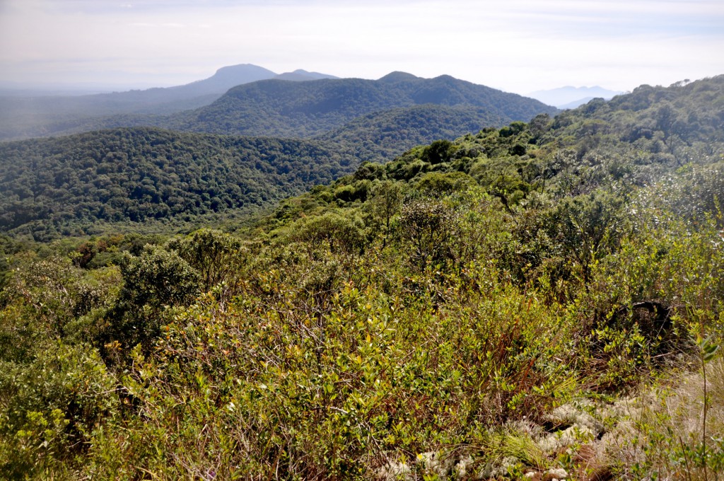 Figura 1. Serra da Baitaca (Quatro Barras, PR), onde foi efetuado novo registro de uma espécie de sapinho da montanha até então conhecido somente na localidade do Recreio da Serra (Piraquara, PR). Foto: Luiz Fernando Ribeiro.