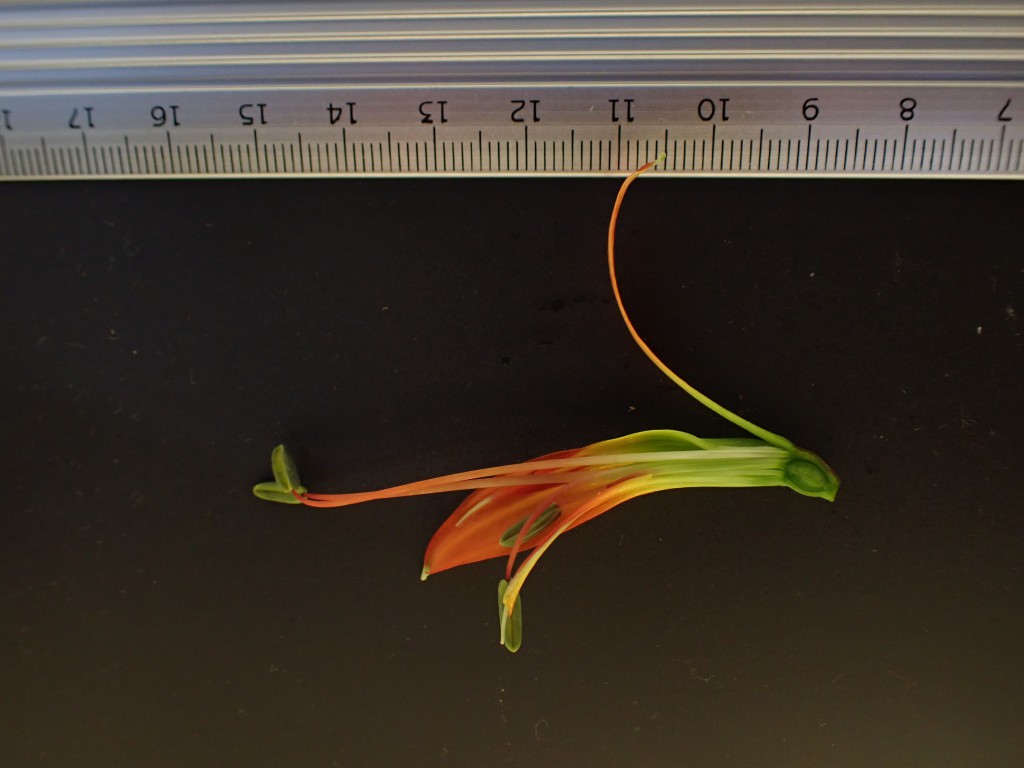 Imagem de uma flor de Alstromaeria sp. para obtenção dos dados morfológicos