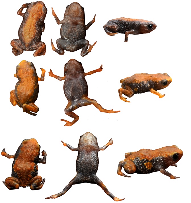 Figura 2. Exemplares de sapinhos da montanha (Brachycephalus sp.) fotografados para comparações morfológicas visando auxiliar no processo de identificação. Fotos:MarcosR. Bornschein. 