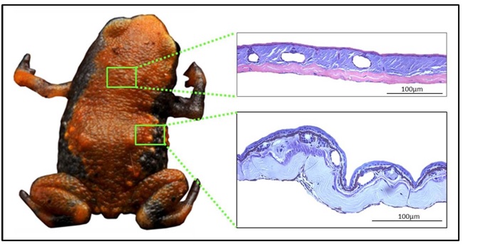 Figura 1.Aspectos histológicos de diferentes regiões da pele de um sapinho da montanha (Brachycephalus sp.).