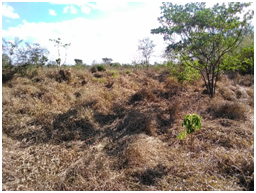 Superação: Mater Natura efetua o replantio de mudas nativas em área de recuperação ecológica atingida por fogo