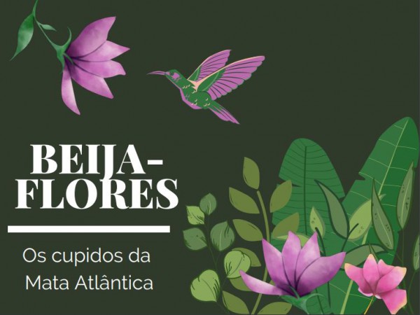 Integrante de projeto executado pelo Mater Natura publica e-book “Beija-Flores: Os cupidos da Mata Atlântica”