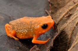 Brachycephalus boticario, um sapinho-da-montanha (foto de Luiz Fernando Ribeiro)