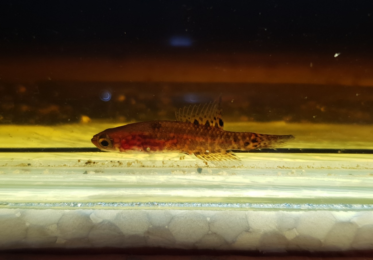 Figura 1 – Macho de Campellolebias dorsimaculatus, o peixe-anual-de-Iguape, em aquário de campo. (Créditos: Domingos Garrone Neto).