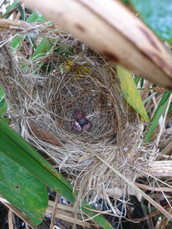 Projeto Revigoramento Populacional do Bicudinho-do-brejo tem sucesso na translocação de ovos da espécie