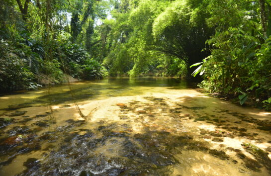Mater Natura lança campanha para criação de RPPNs no Lagamar Paranaense
