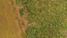 Áreas após a supressão de Eucalipto no Parque Estadual do Cerrado - Ricardo Campos (1)