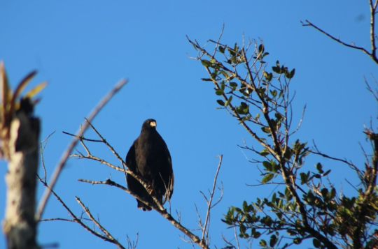 gaviao-preto