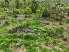 Mater Natura e IAT monitoram restauração no Parque Estadual do Cerrado