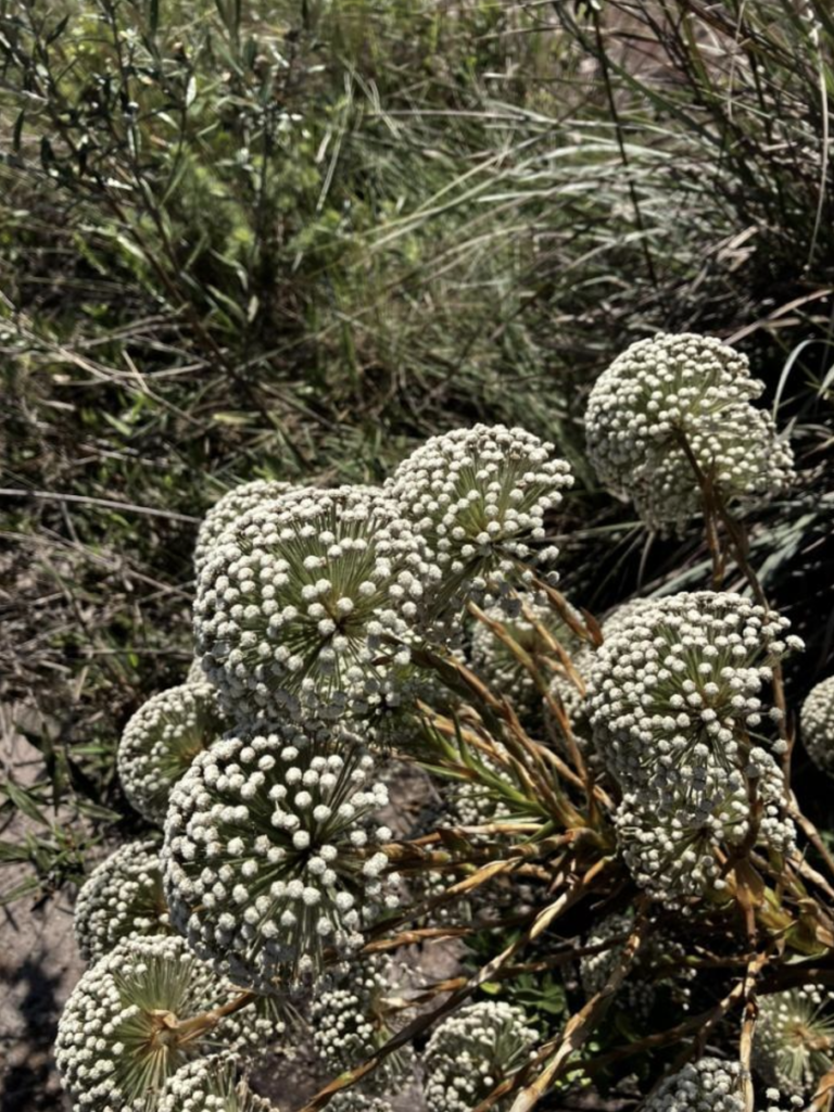 eriocaulaceae-paepalanthus