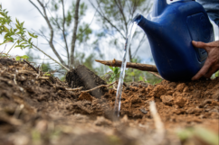 Águas mais Seguras: projeto de restauração conclui 1ª fase, conheça os resultados