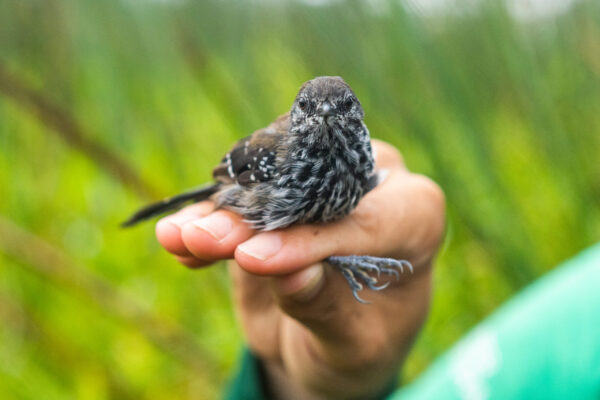 Dia da Biodiversidade: 5 espécies incríveis que protegemos com nossos projetos na Mata Atlântica