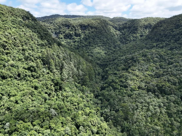 Dia da Mata Atlântica: um alerta em defesa da vida