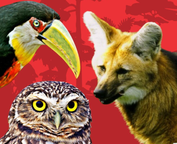 Paraná realiza lançamento do Livro Vermelho da Fauna Ameaçada com participação do Mater Natura