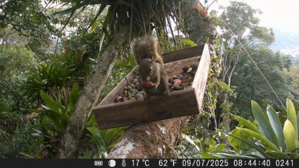Câmeras no alto das árvores para observar animais que comem e dispersam sementes