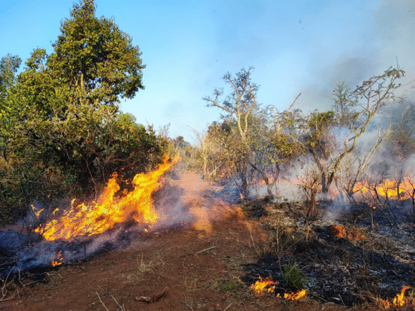 Manejo do fogo e monitoramento da restauração reforçam a conservação do Cerrado Paranaense