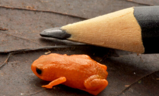 Sapo menor que a ponta de um lápis é descoberto em montanha de Santa Catarina