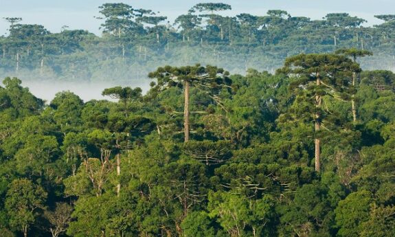 82_floresta-com-araucaria-turvo-pr-zig-koch-copy